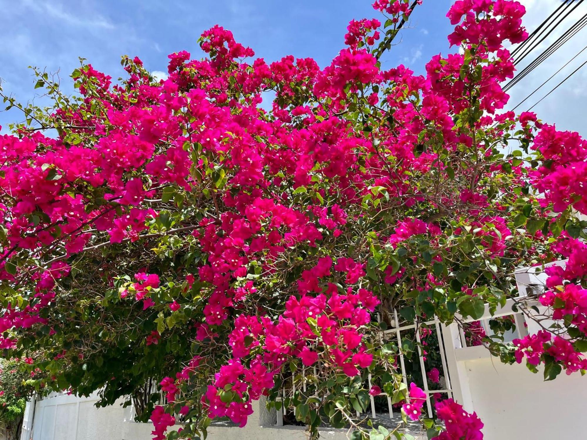 Les Villas Du Bambou - Villa Paprika Jusqu'A 6 Pers Le Gosier  Dış mekan fotoğraf