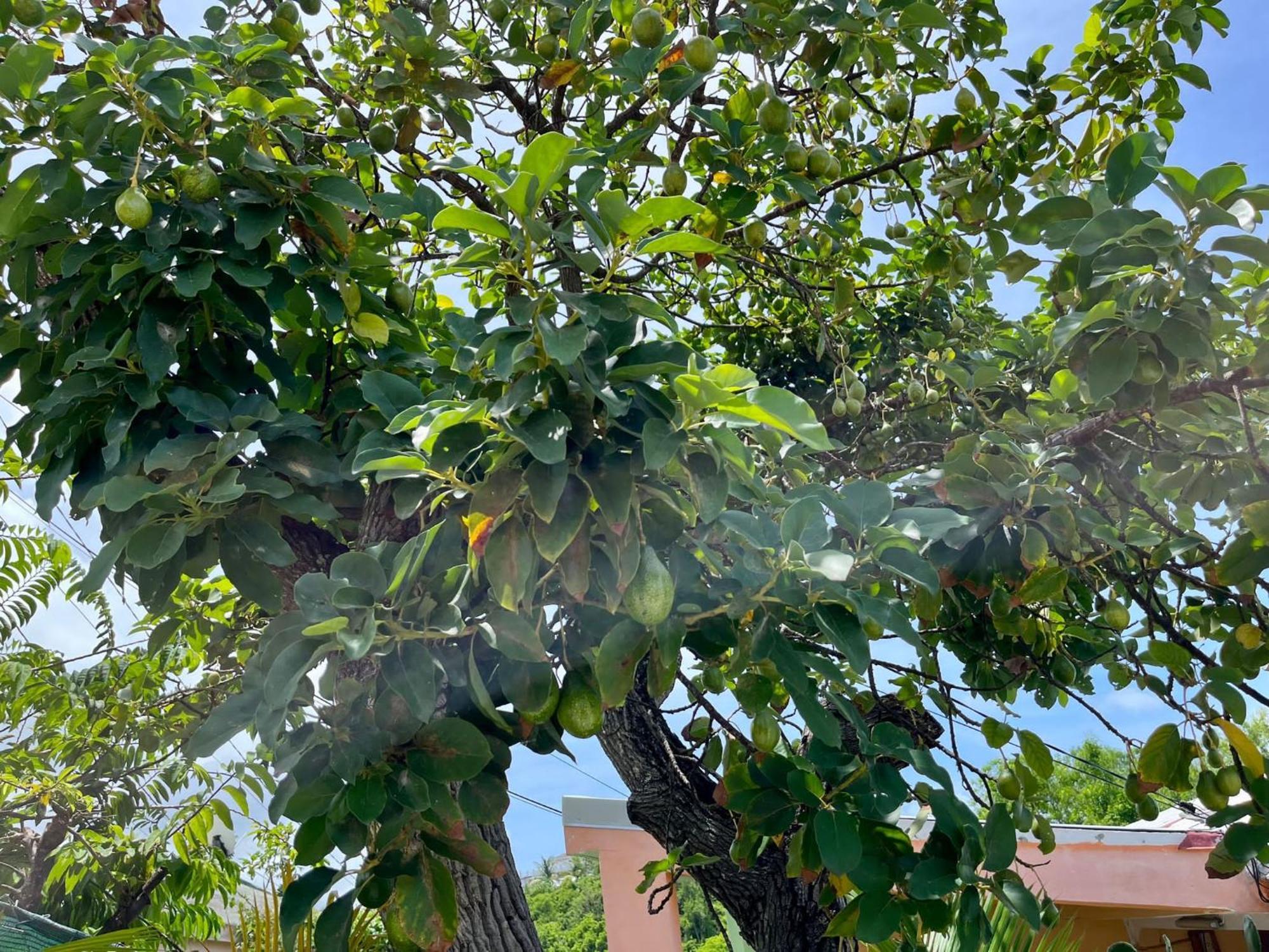 Les Villas Du Bambou - Villa Paprika Jusqu'A 6 Pers Le Gosier  Dış mekan fotoğraf